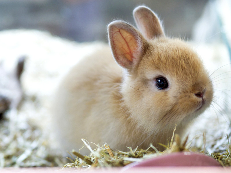 กระต่ายเนเธอร์แลนด์ดวอฟ (Netherland Dwarf)