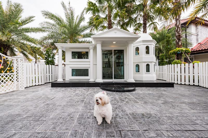 แบบบ้านหมา