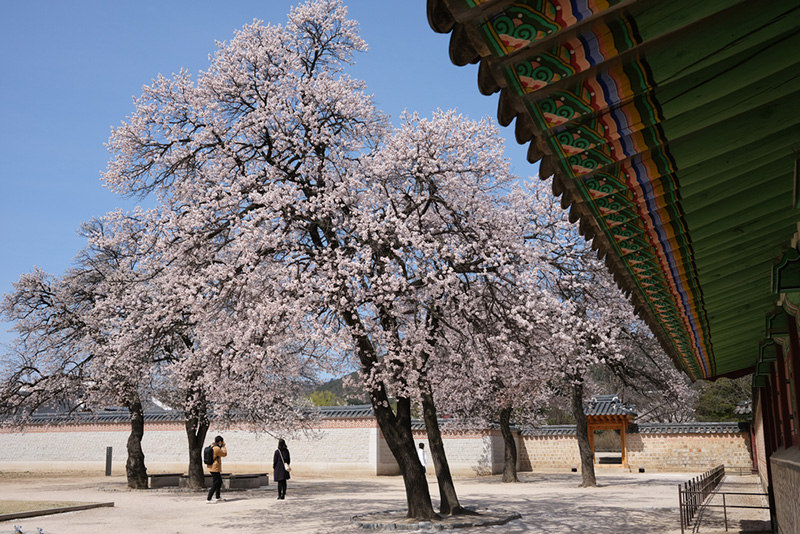 ซากุระ 2020