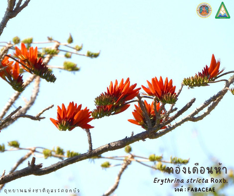 ที่เที่ยวเดือนมีนาคม 2568 ชมดอกทองเดือนห้า อุทยานแห่งชาติภูสระดอกบัว จังหวัดมุกดาหาร