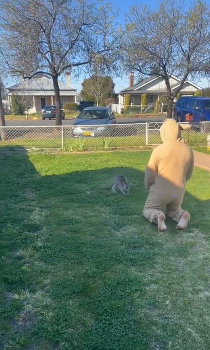 ลูกจิงโจ้