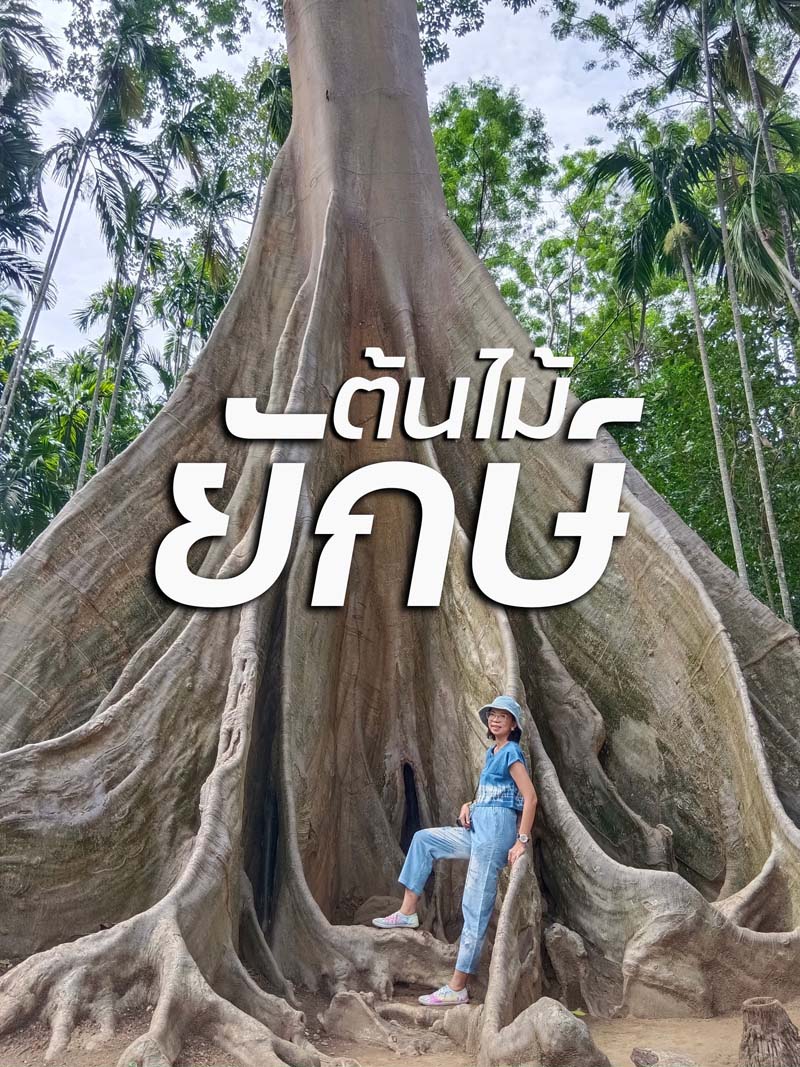 ต้นไม้ยักษ์ จังหวัดอุทัยธานี