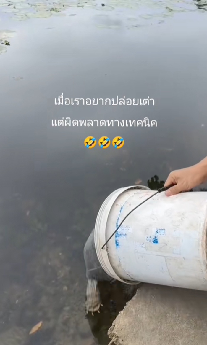 ปล่อยเต่า