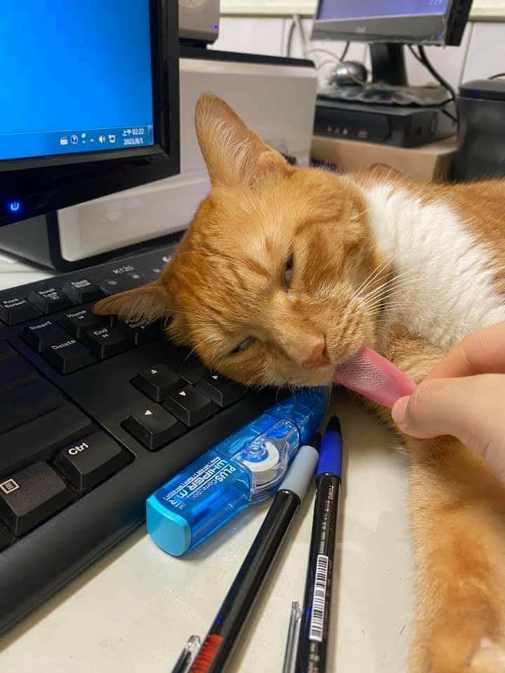 แมวหลับ
