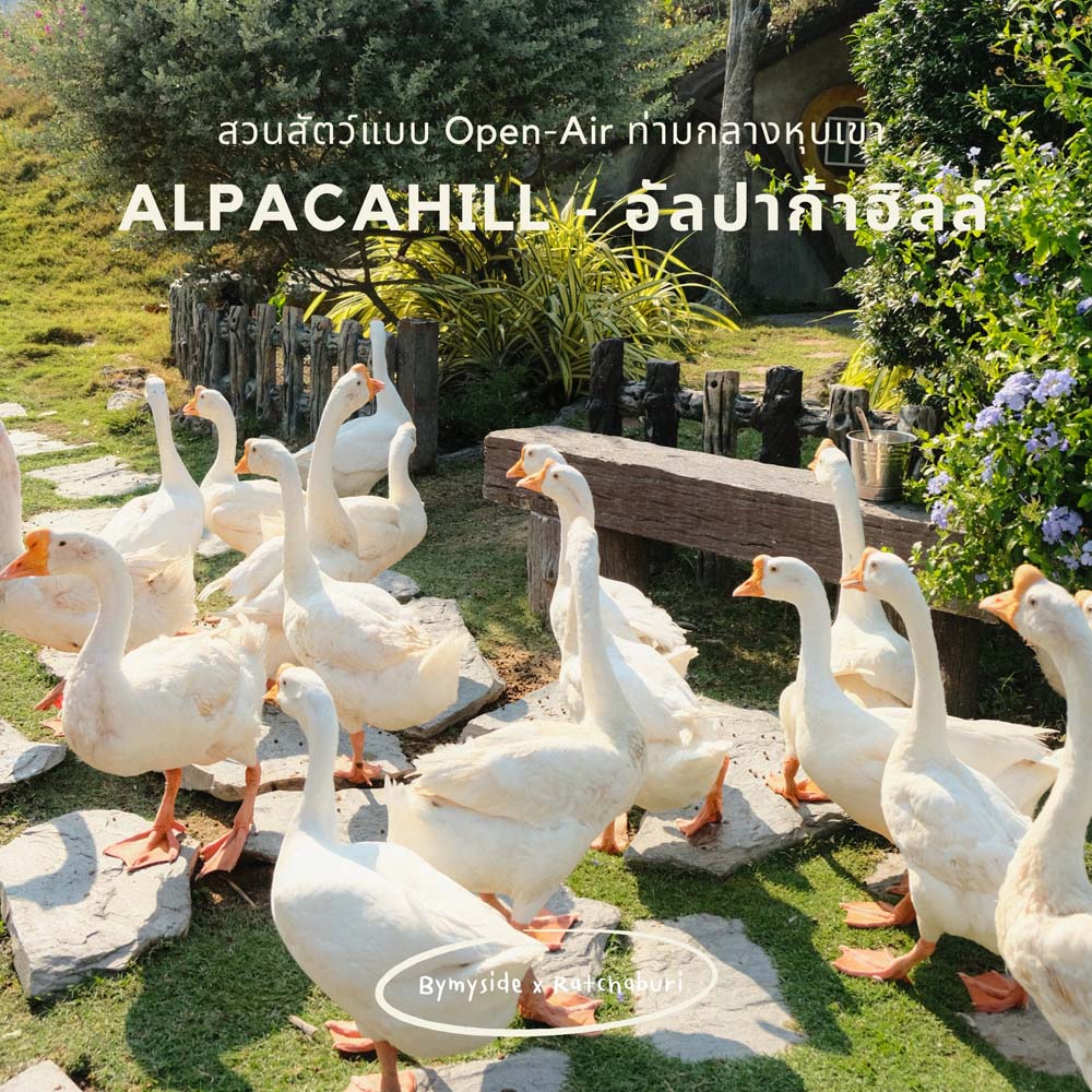 AlpacaHill