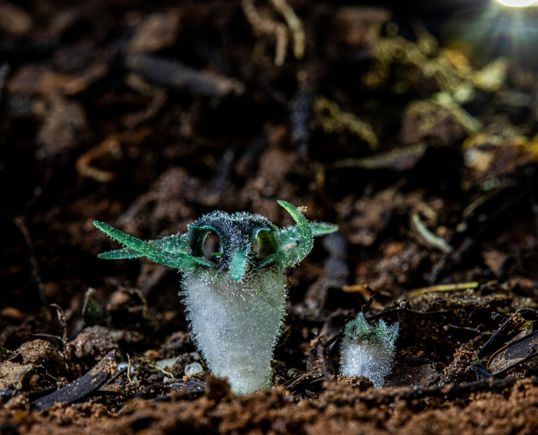 พิศวงไทยทอง