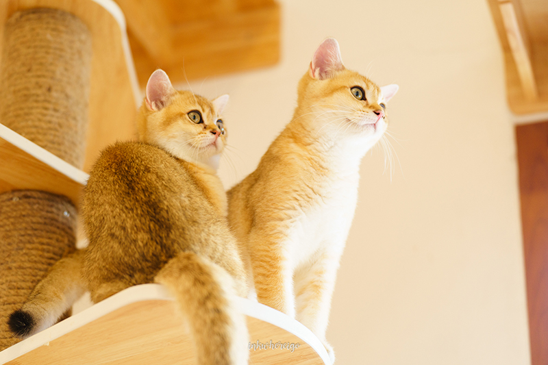 Purr Cafe Nakhonpathom