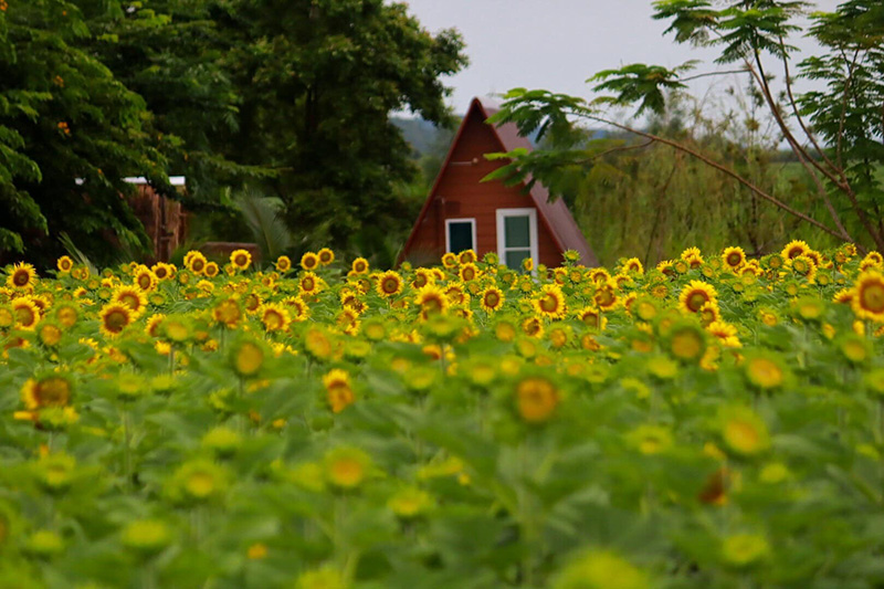 บ้านไร่นายรุ่ง