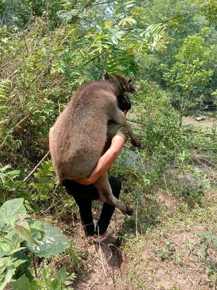 ควายน้อยขี่หลัง