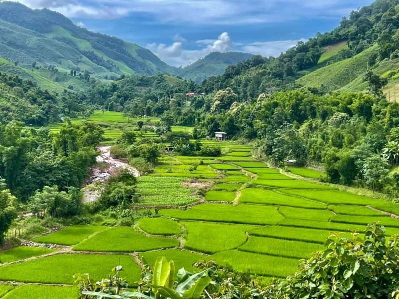 บ้านเวร นาข้าว