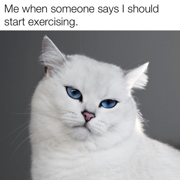 อินสตาแกรมแมว