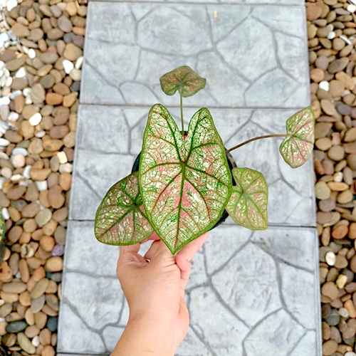 บอนสีลูกไม้