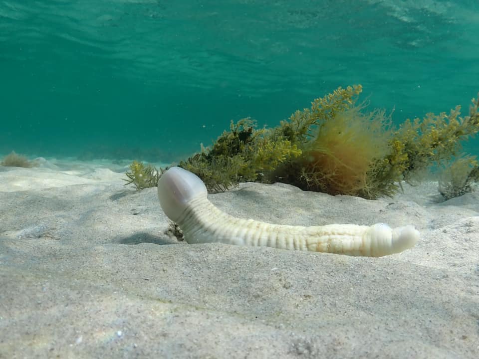 Priapulida