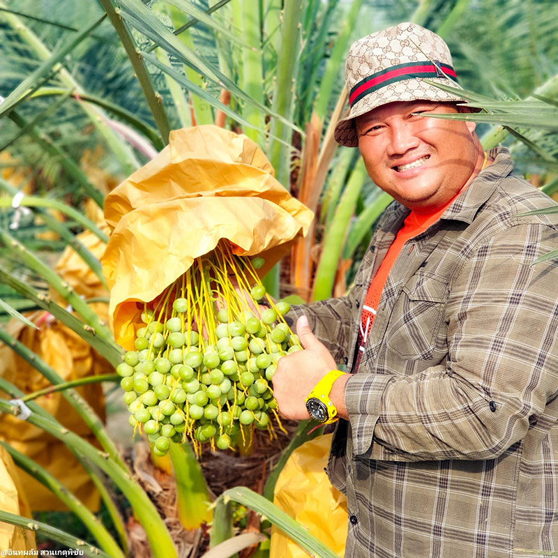 สวนอินทผลัม เดลิเวอรี่