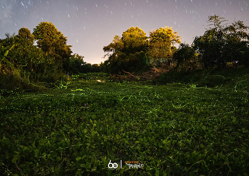 หิ่งห้อย โพธิ์ประทับช้าง พิจิตร