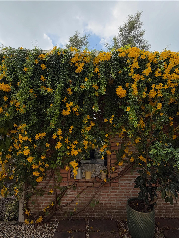 บ้านดอน คราฟท์ คาเฟ่ ร้านคาเฟ่ในสวน