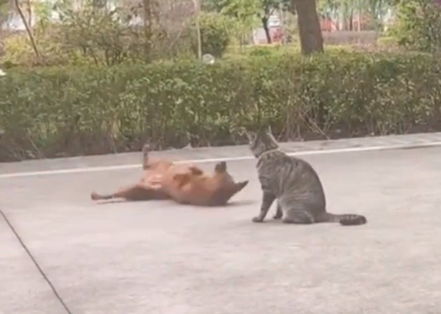 นอนกลิ้ง