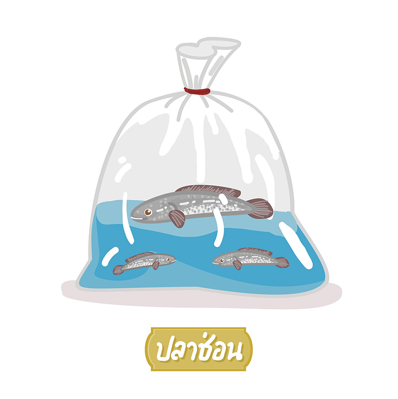 ปล่อยนก ปล่อยปลา