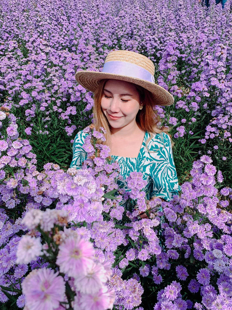 ทุ่งดอกมาร์กาเร็ต เขาค้อ