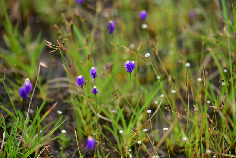 บุปผาราชินี สรัสจันทร