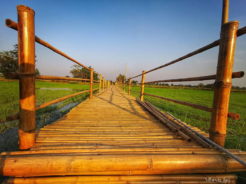 ทุ่งนา เสน่หาท่าหลวง จังหวัดพระนครศรีอยุธยา