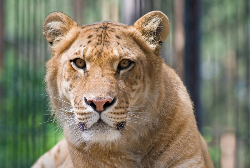 ไลเกอร์ Liger