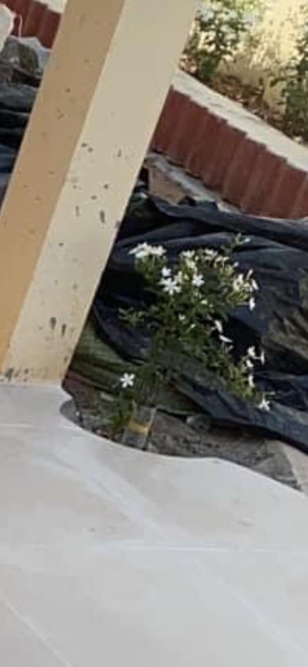 ปลูกต้นไม้