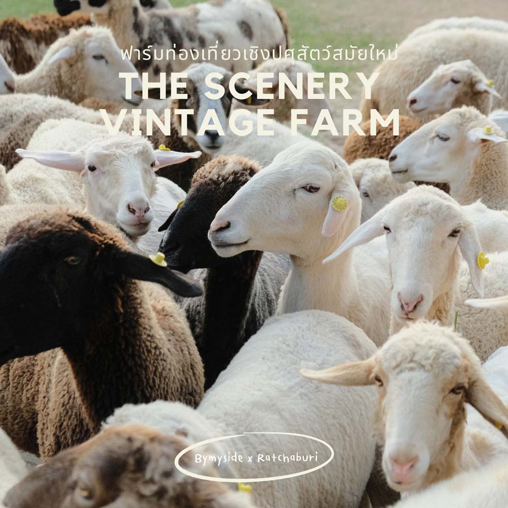 The Scenery Vintage Farm