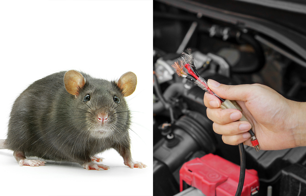 สเปรย์ไล่หนูในรถยนต์