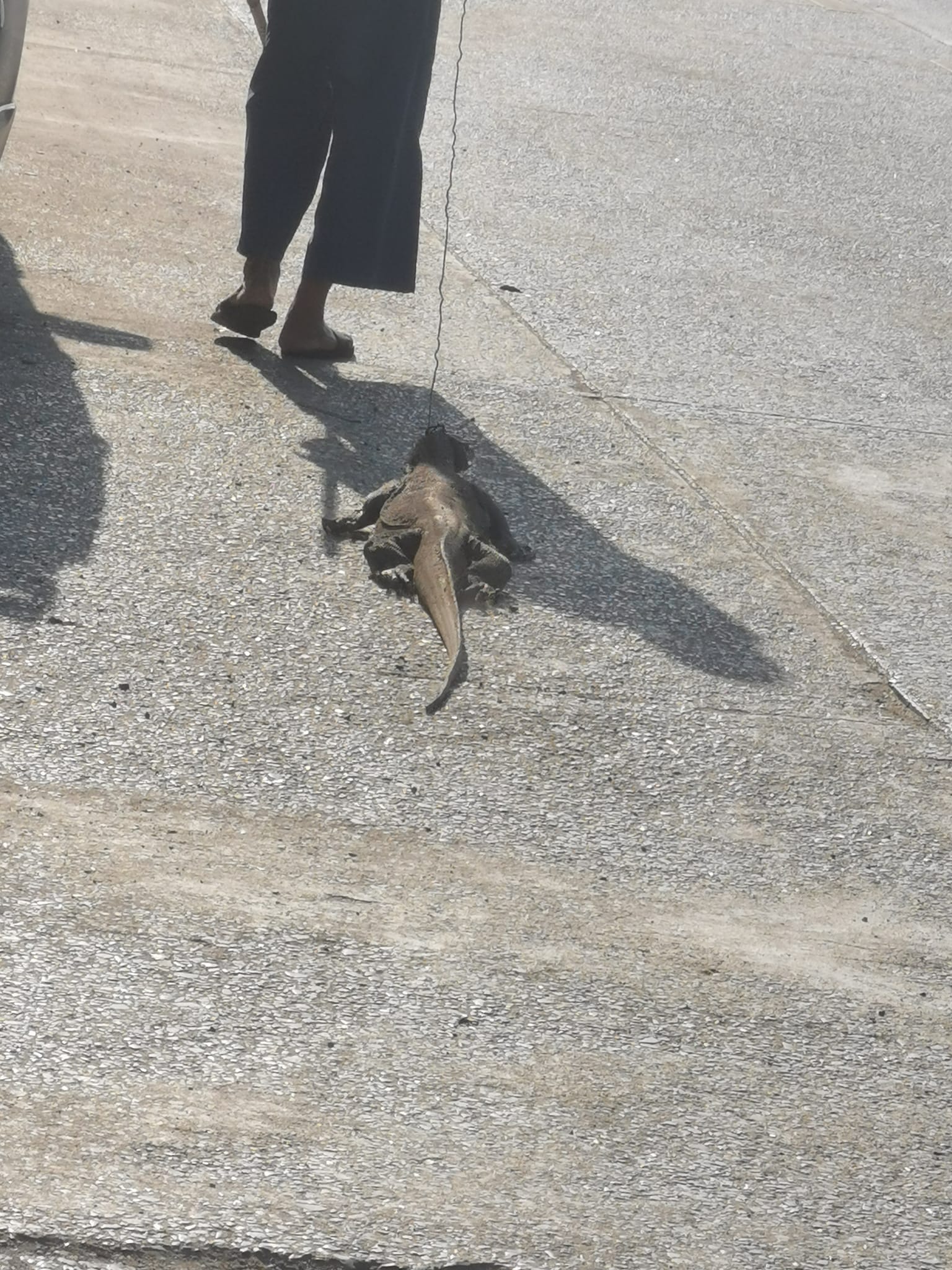 ตัวเงินตัวทอง