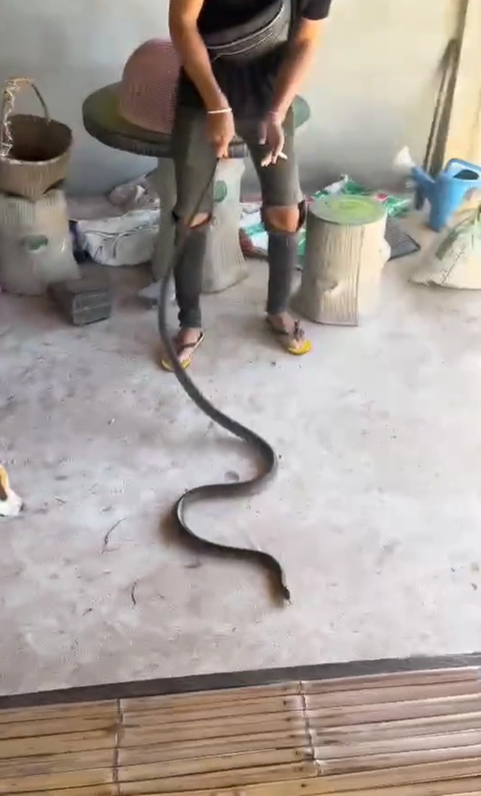 งูเข้าบ้าน