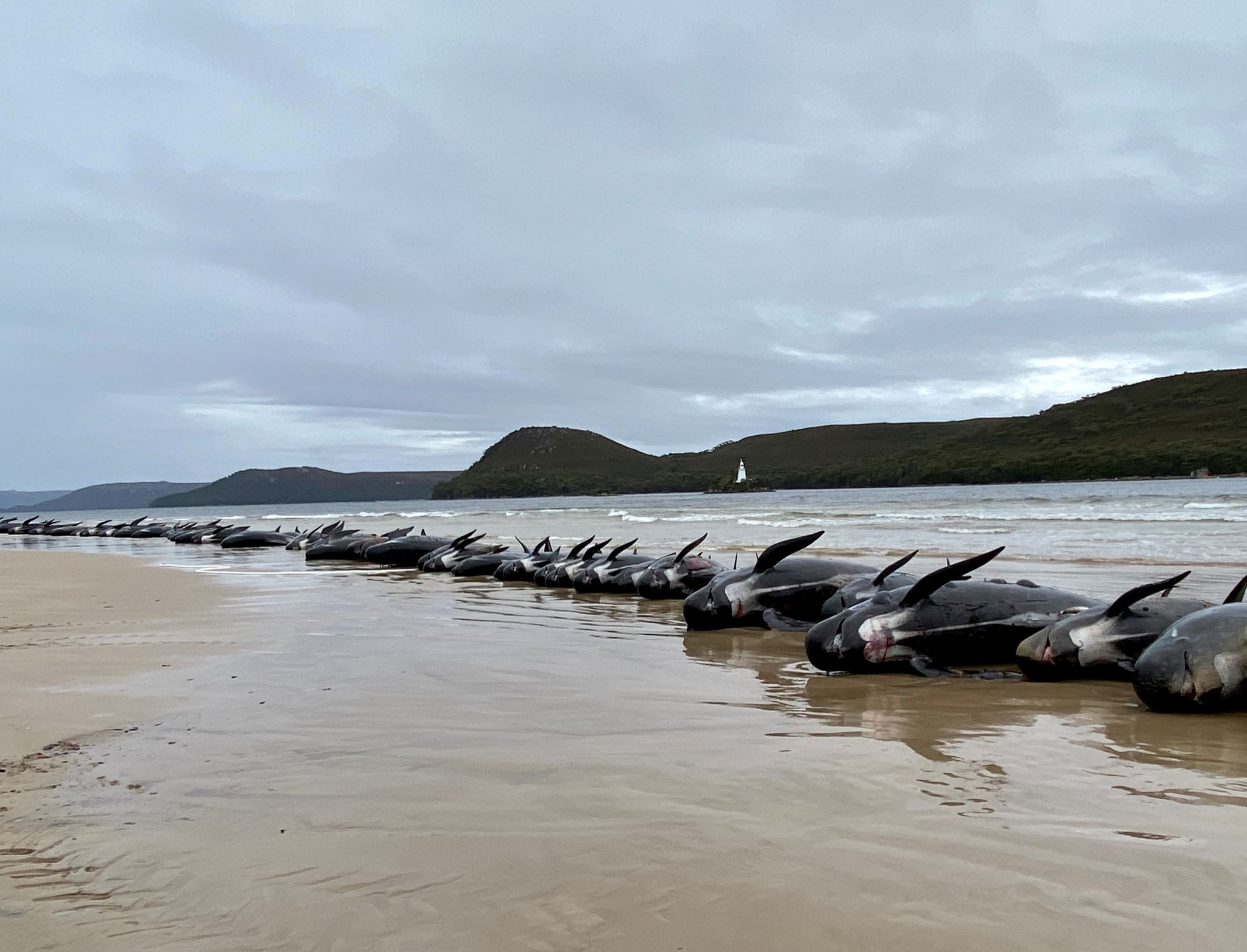 วาฬเกยตื้น