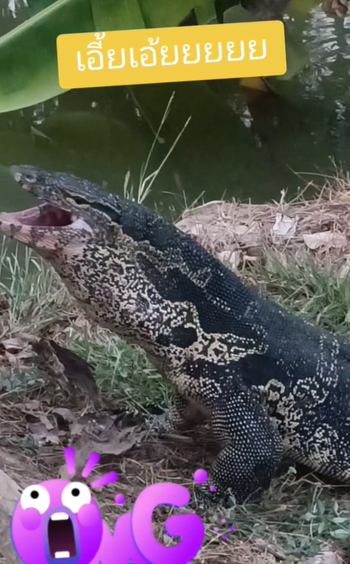 ตัวเงินตัวทอง