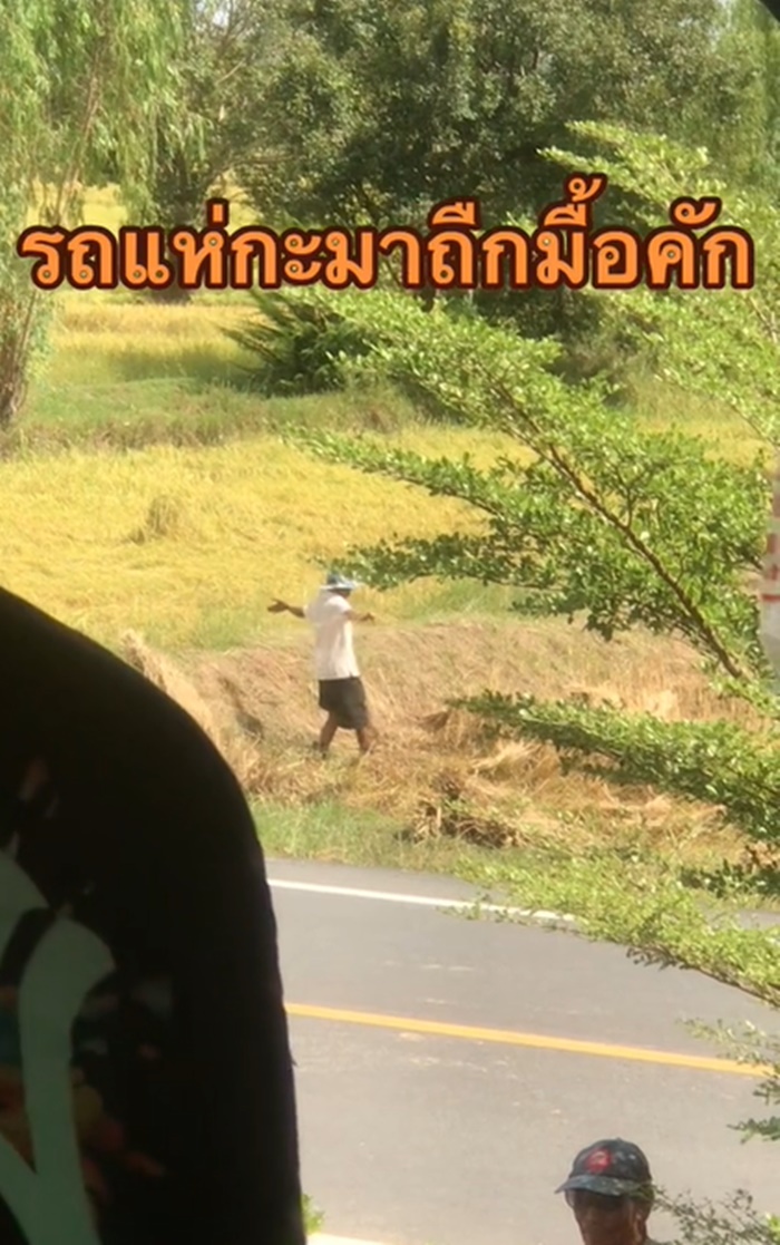 เกี่ยวข้าว