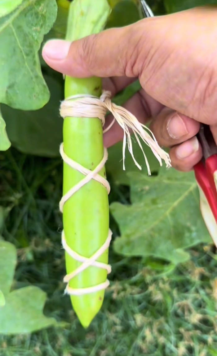 มะเขือยาว