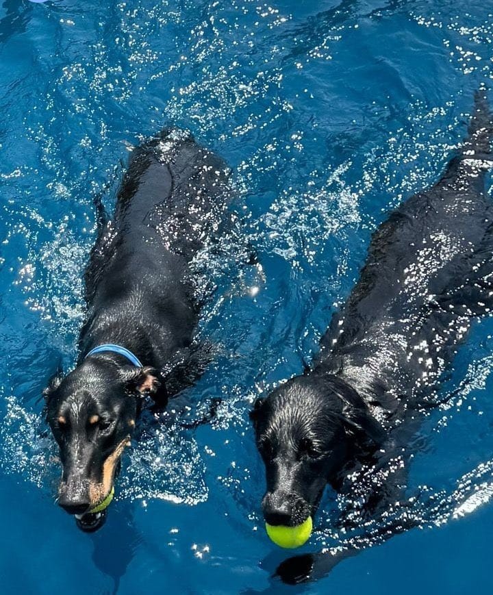 ลิซ่า  BLACKPINK