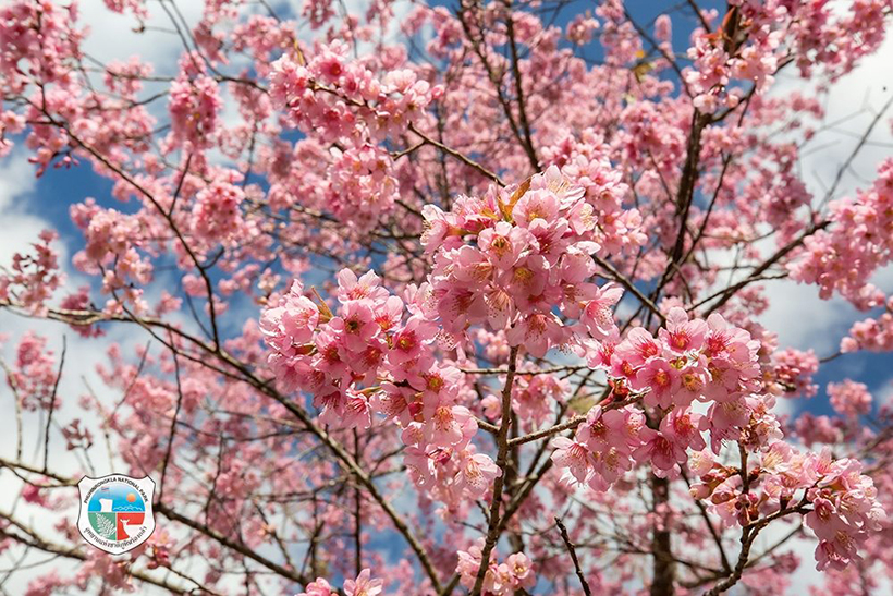 ภูลมโล 2569