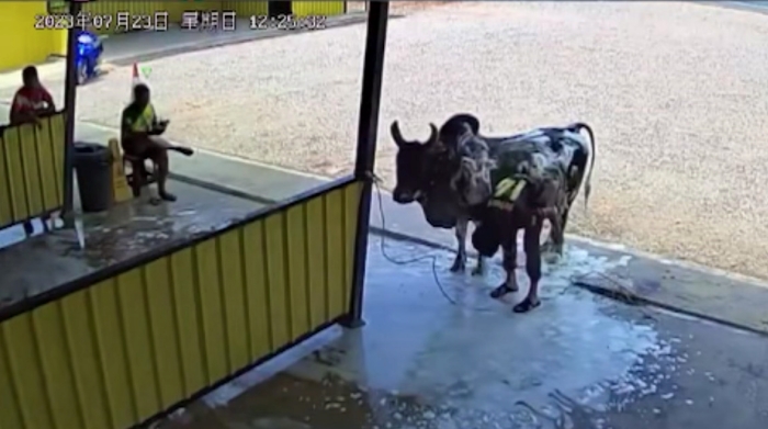 อาบน้ำวัว