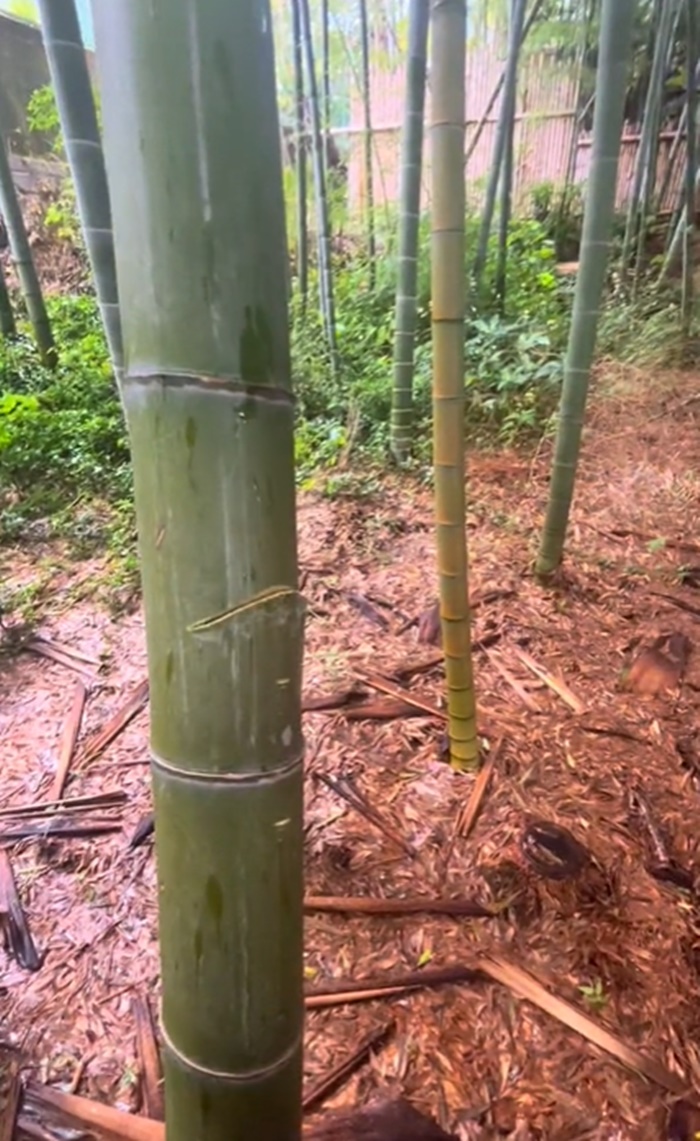 ดาบคาตานะ