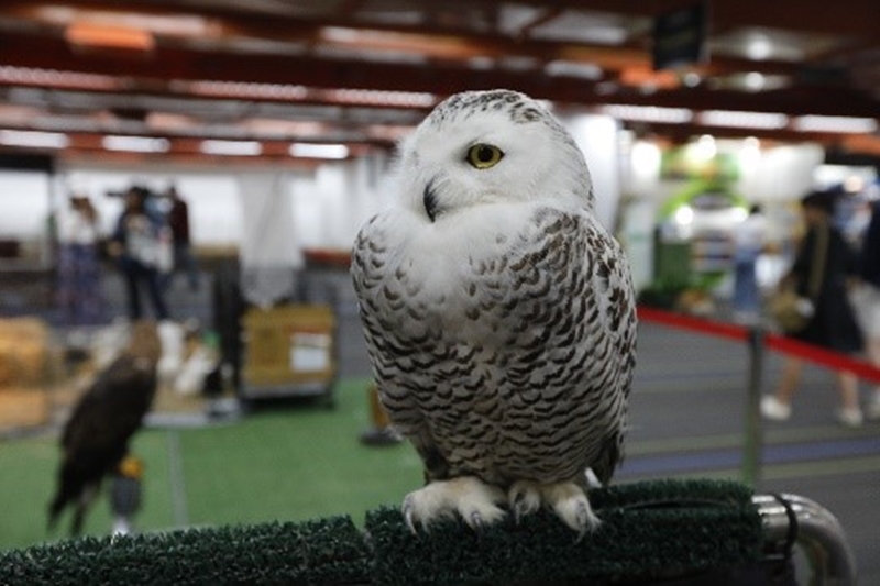 Pet Expo Thailand 2019 ครั้งที่ 19