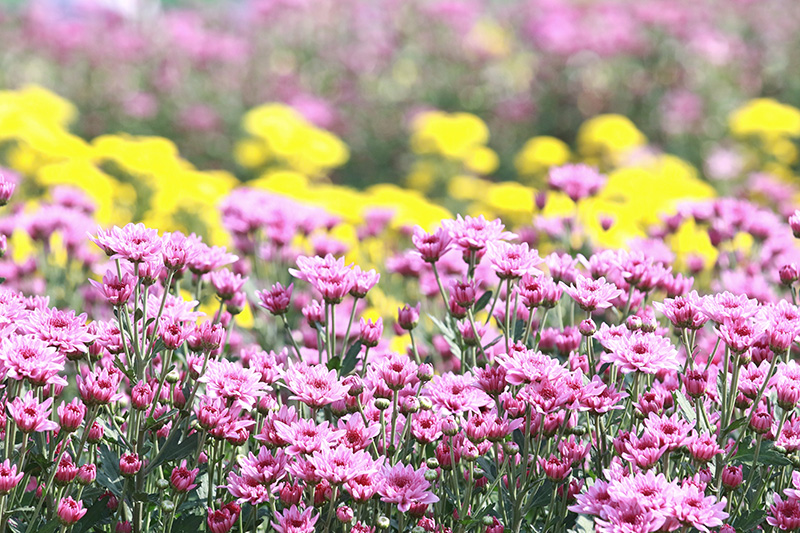 งานเบญจมาศบานในม่านหมอก 2569