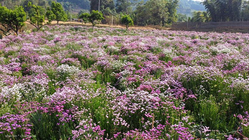 ทุ่งดอกสแตติส เชียงใหม่