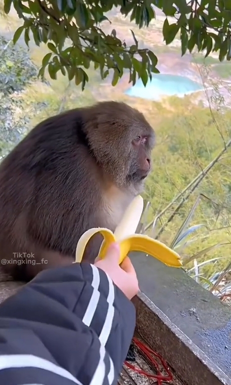 ป้อนกล้วย