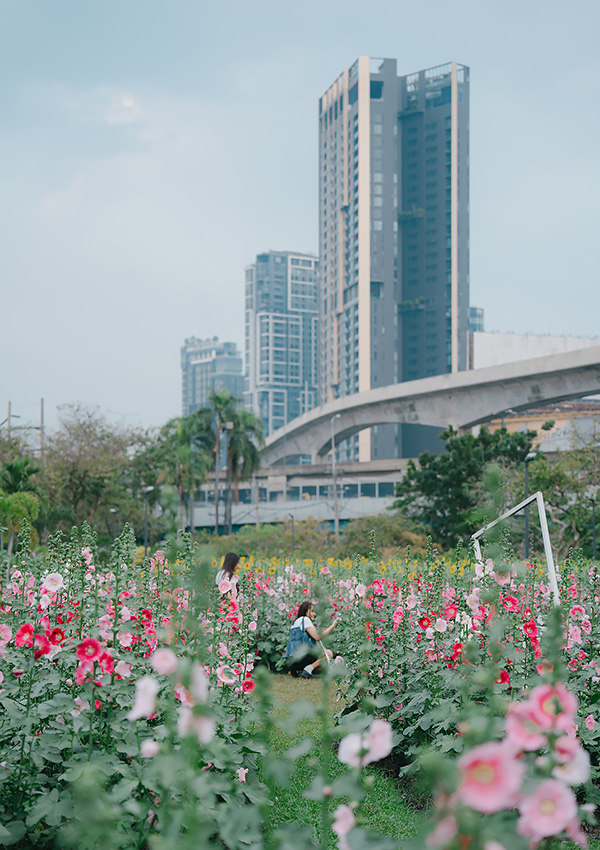 ทุ่งดอกฮอลลี่ฮ็อค สวนจตุจักร