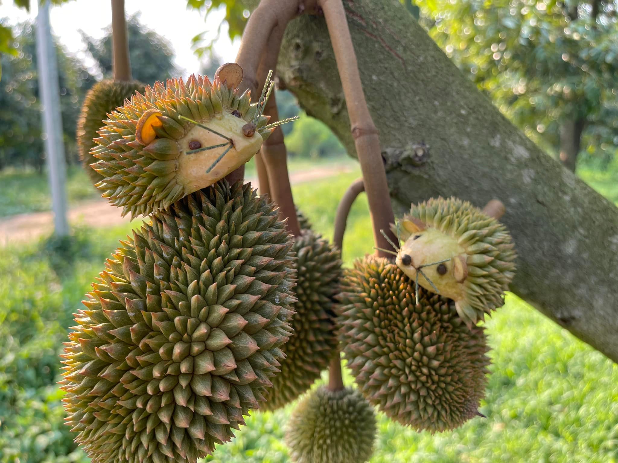 แกะสลักทุเรียน