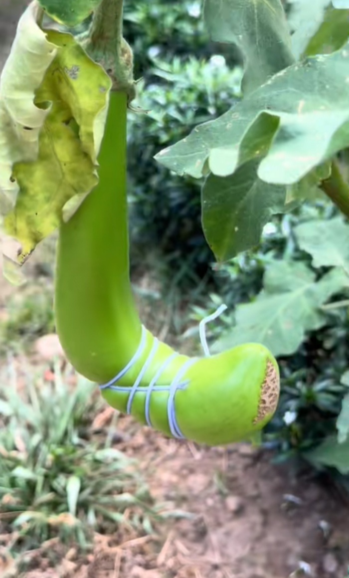 มะเขือยาว