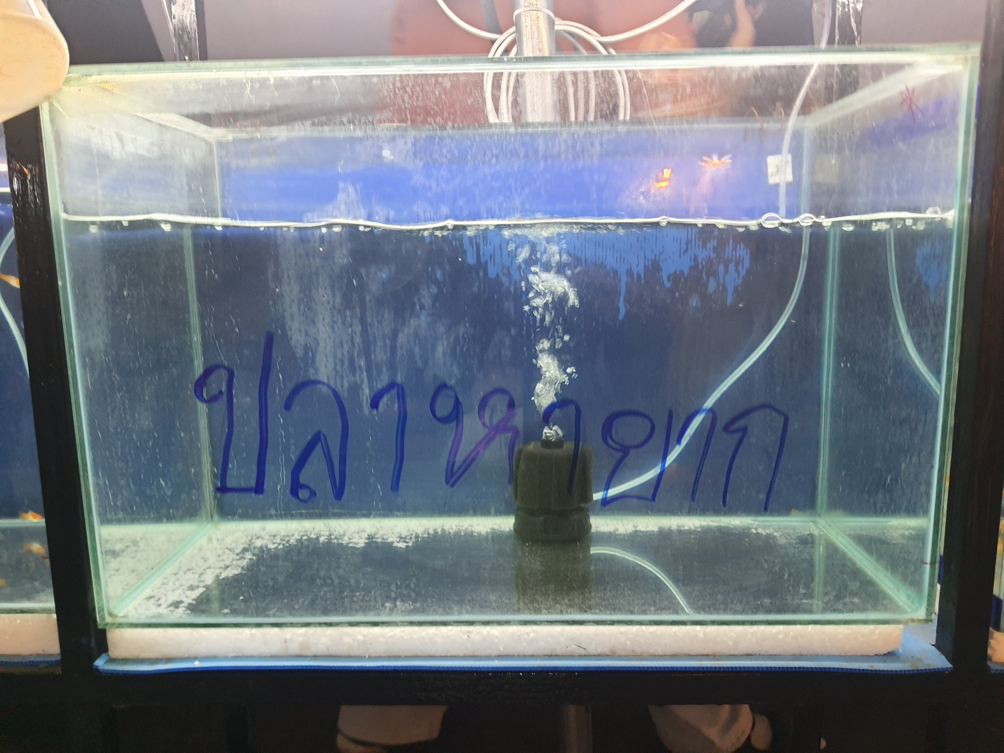 ปลาหายาก