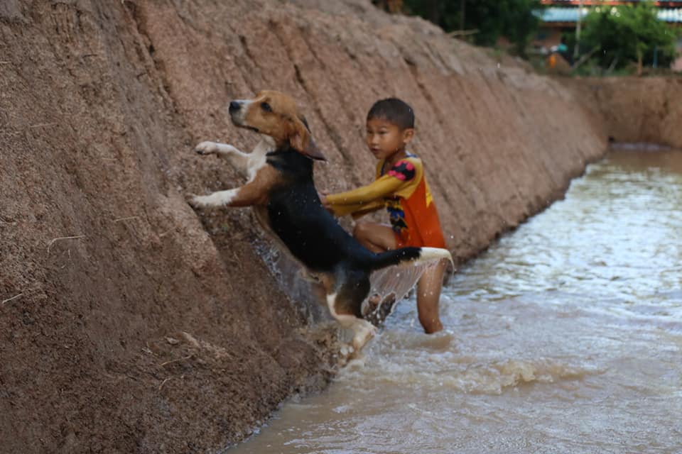 พิตบูล