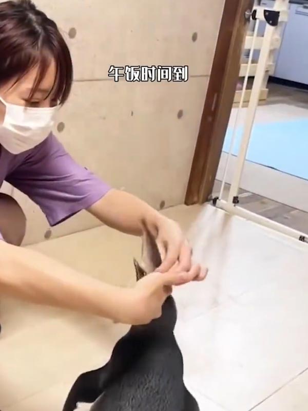 เพนกวิน