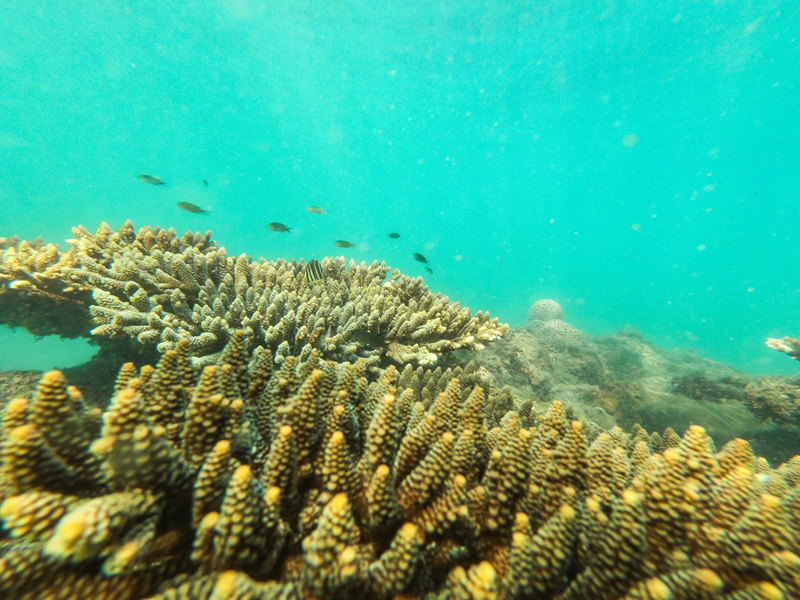 ดำน้ำที่ไหนดี ปี 2568 ? เกาะเสม็ด จังหวัดระยอง